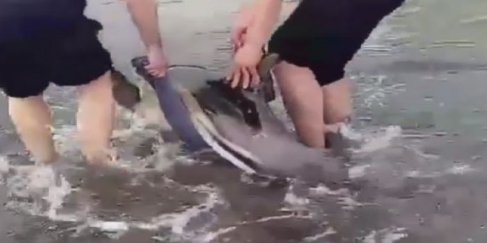 Trabzon’da yunus balığı karaya vurdu
