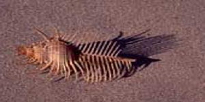 En yaşlı hayvan Deniz tarağı