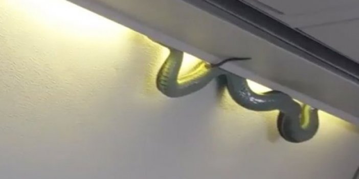 Yolcu uçağında yılan korkusu
