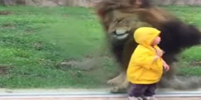 Çocuğa saldırmak isteyen aslan cama takıldı