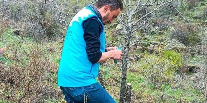 Giresun'da imam, doğadaki yabani ağaçlar için gönüllü çalışıyor