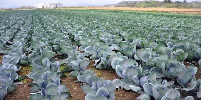 Sebze ve meyveyi Samsun üretiyor, Türkiye tüketiyor