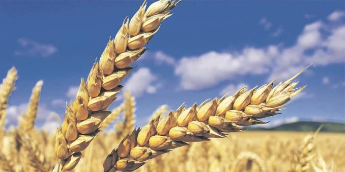 Samsun'da buğday ve arpada TMO alım fiyatları açıklandı