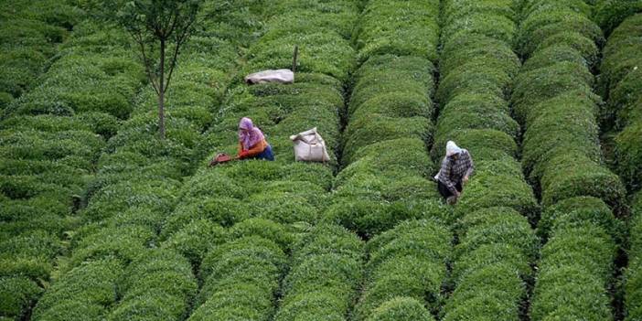 Çay ihracatından 5 ayda 15 Milyon dolar
