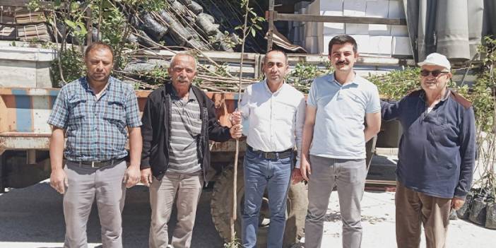 Çorum'da Trabzon hurması fidanı dağıtıldı
