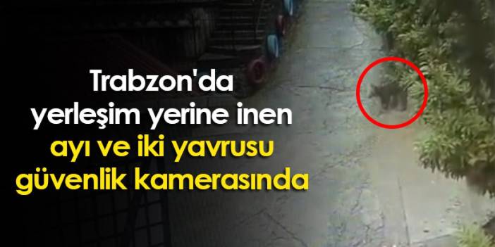 Trabzon'da yerleşim yerine inen ayı ve iki yavrusu güvenlik kamerasında