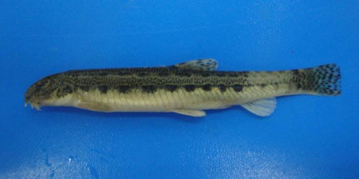 "Karadeniz'de görülmesi imkansız" denilen balık türü Samsun'da tespit edildi