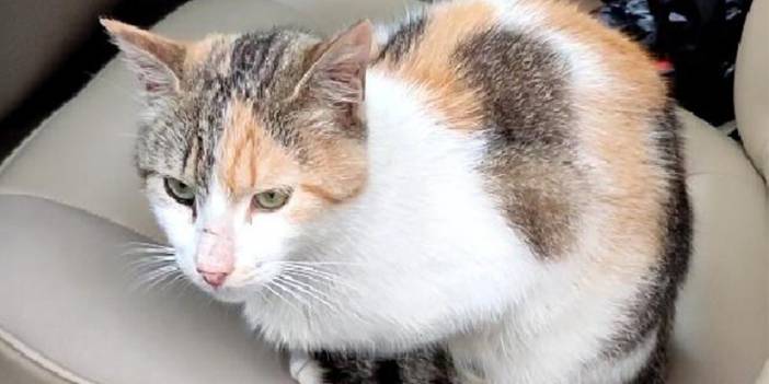 Trabzon'da kedisi belediyenin bakımevinde ölen eski milli sporcu CİMER'e başvurdu