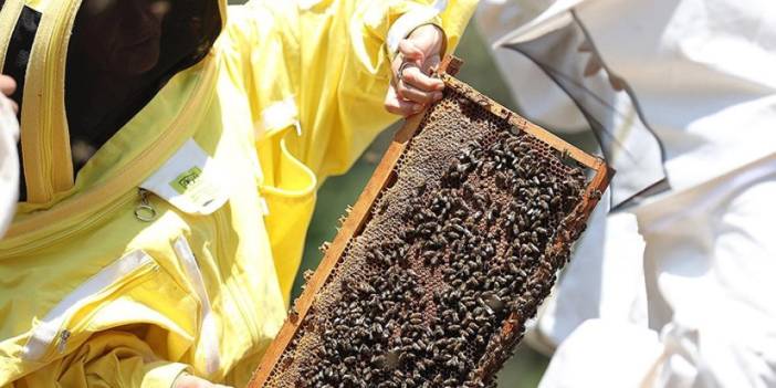 Arı yetiştiricilerine iklim değişikliği önerisi