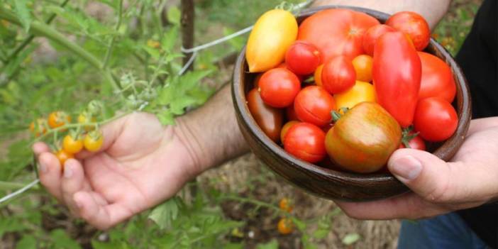 Ordu'da 151 yıllık ata tohumları ile 82 çeşit domates üretiyorlar