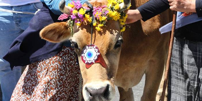Rize'de yarışmayı kazanan inek yem ve samanı, sahibi ise para ödülünü kaptı