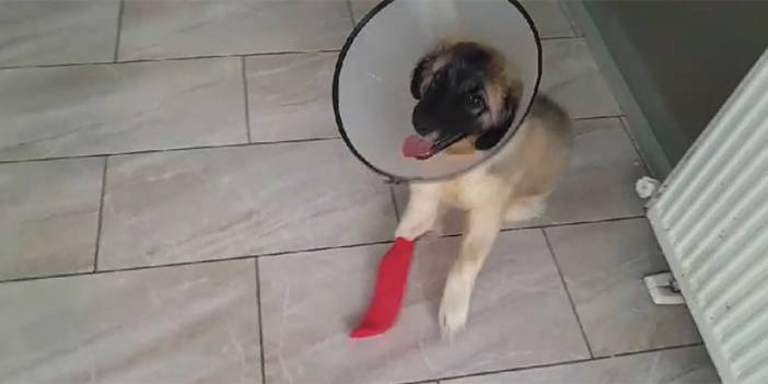 Giresun'da yavru köpeği yaralı buldu! Tedavi ettirdi