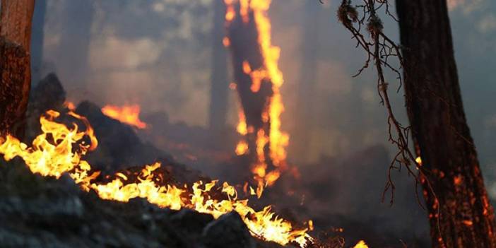 Antalya'da orman yangınına müdahale sürüyor. 16 Ağustos 2023