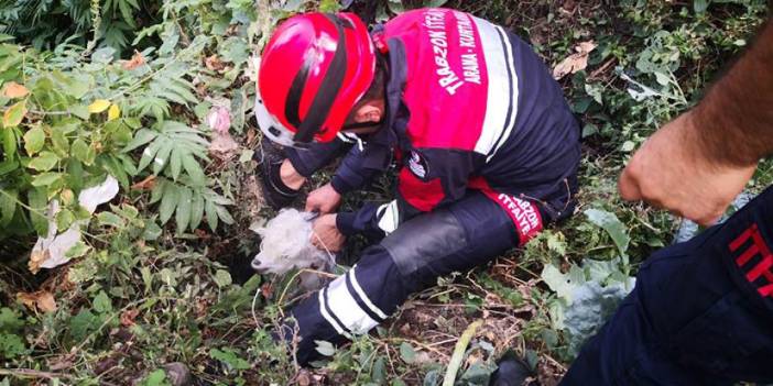 Trabzon'da keçi kurtarma operasyonu!