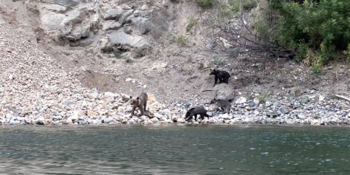 Artvin'de su içen ayı ve yavruları böyle görüntülendi