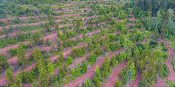 Artvin'de zarar gören orman sahaları fidan dikimi için hazırlanıyor