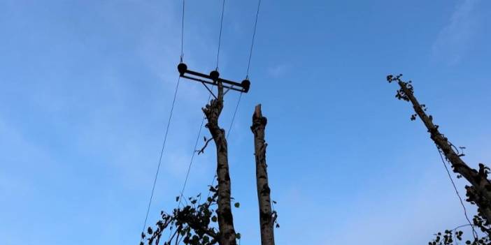 Rize'de kopan elektrik direğinin yerini ağaç aldı. 30 Ağustos 2023