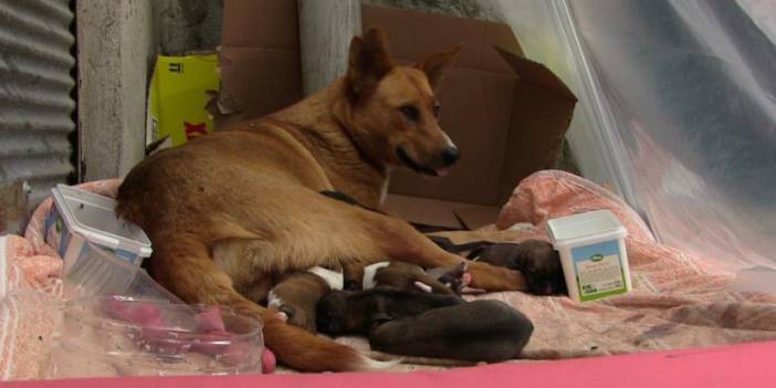 Artvin'de esnaf 12 yavrulu sokak köpeğine sahip çıktı