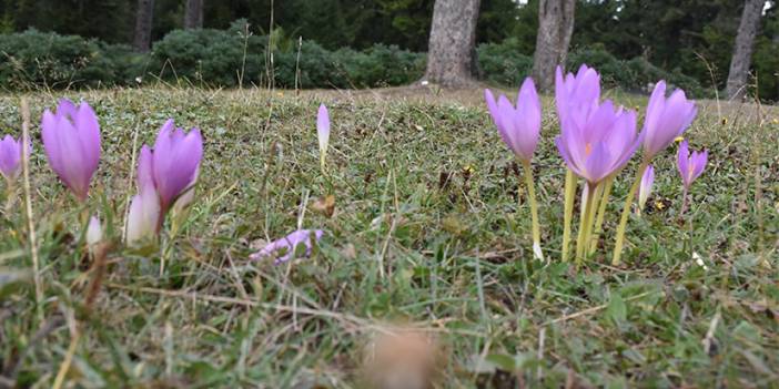 Trabzon'un yaylalarını süslediler! İşte kışın habercisi 'vargit' çiçekleri