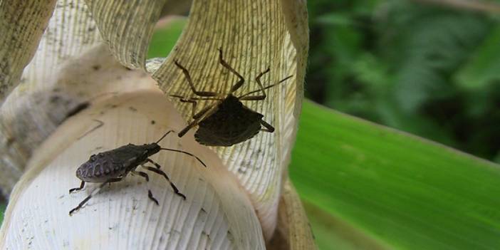 Artvin'de kahverengi kokarca böceği istilası