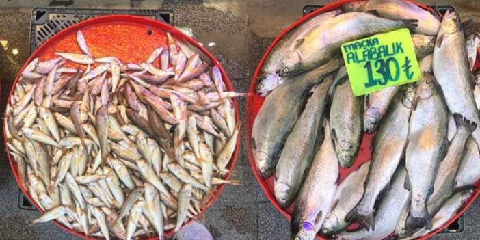 Trabzon'da balık tezgâhlarında durum ne?  Türüne göre balık boyu ne kadar olmalı?