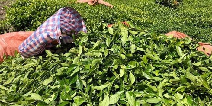 Rize'de çay üreticilerinden çayda budama işlemine tepki