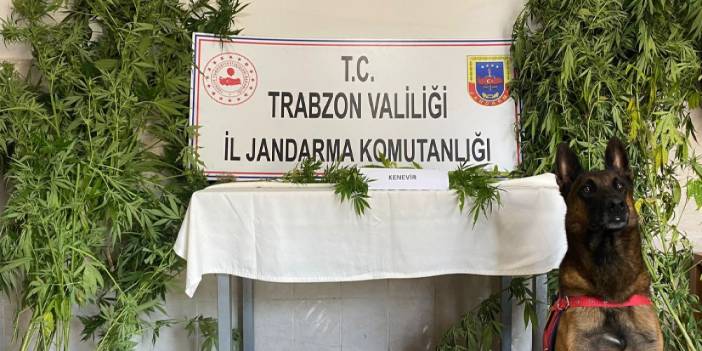 Trabzon’da jandarmadan uyuşturucuya geçit yok!