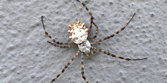 İklim krizi yeni bir örümcek getirdi! Loblu örümcek yayılıyor