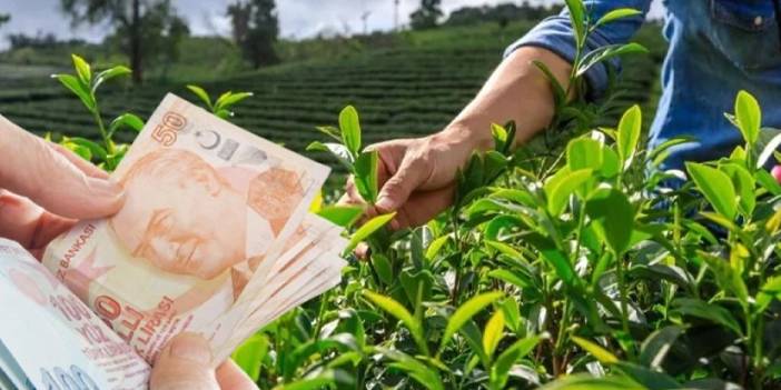 Çay üreticilerine destek! Ödemeler yarın hesaplarda olacak