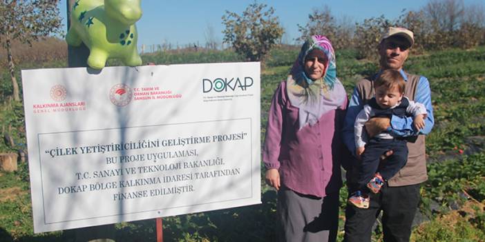 Samsun'da çiftçi aile aldıkları hibe desteği ile çilek üretimine başladı