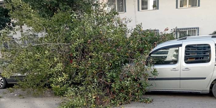 Samsun'da rüzgar etkili oldu! Araçların üzerine ağaç devrildi