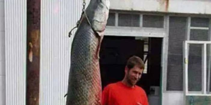 2,5 metrelik balık hayrete düşürdü!