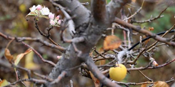 Gümüşhane’de elma ağacının Kasım sürprizi