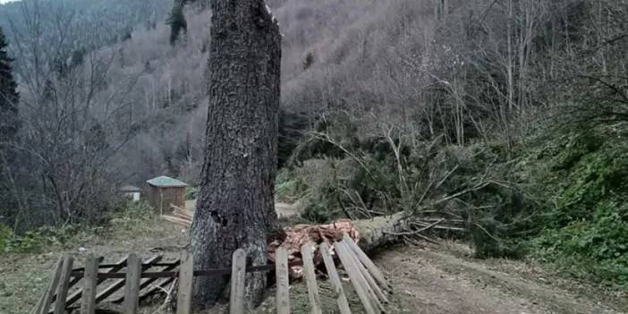 Gümüşhane’de fırtına yüzlerce yıllık ağacı devirdi