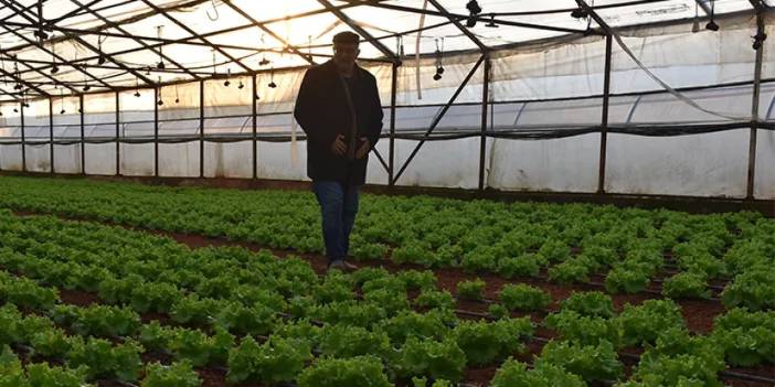 Trabzon'da kurduğu 4 bin metrekarelik serada sebze yetiştiriyor! Hal ve zincir marketlere ulaştırıyor