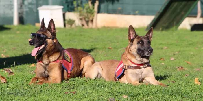 Duman ve Limon! Trabzon'da uyuşturucu avcısı kahraman köpekler