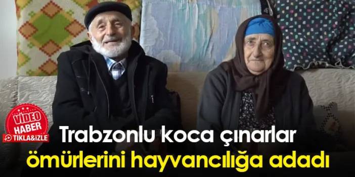 Trabzonlu koca çınarlar ömürlerini hayvancılığa adadı