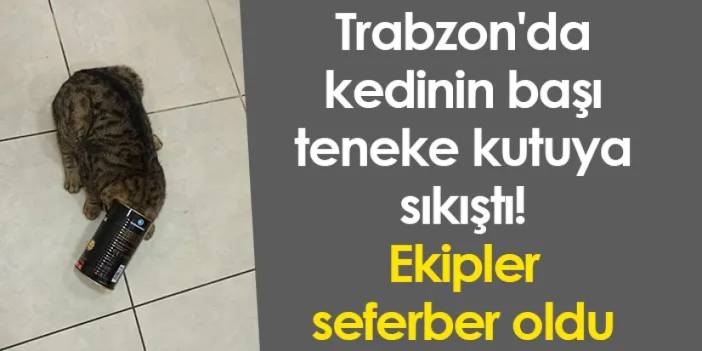 Trabzon'da kedinin başı teneke kutuya sıkıştı! Ekipler seferber oldu