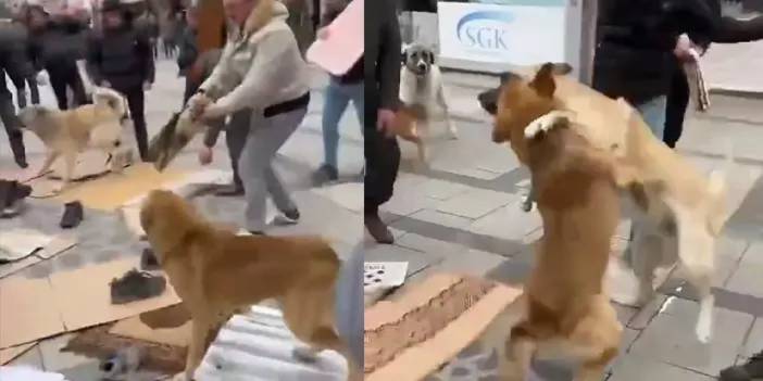Rize'de köpeklerin kavgası namaz kılan vatandaşlara zor anlar yaşattı