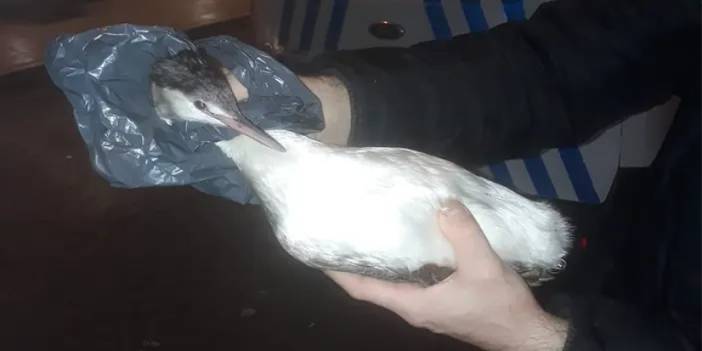 Samsun'da yaralı karabatak kuşu hayvan hastanesine kaldırıldı