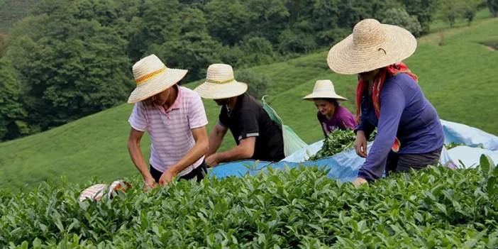 Çay toplamada işçi sorunu! “Yabancı işçiler bahçelere zarar veriyor”