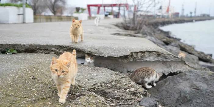 Samsun'da soğuktan üşüyen kedilere kayalıklar yuva oldu