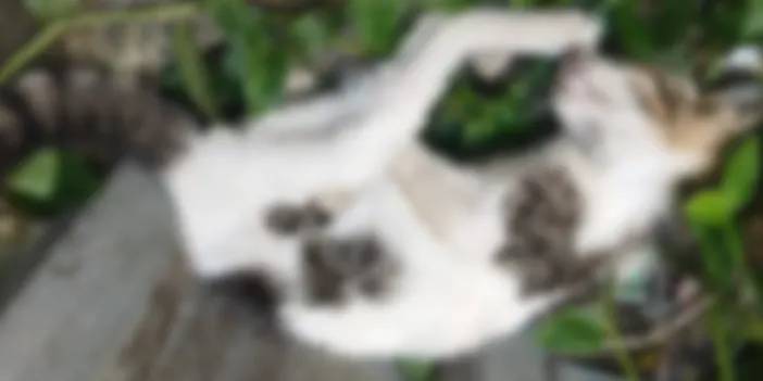 Trabzon'da duvara fırlatıp öldürdüğü kedi için 4 yıl hapsi istendi