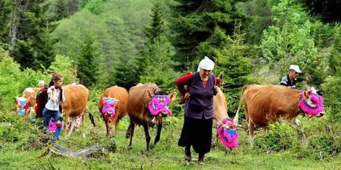 Trabzon'da hangi hayvancılık yapılır? Doğanın sunduğu zenginlik