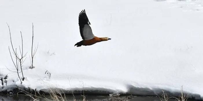 Kars'ta Baharla Birlikte Göçmen Kuşlar Şehre Geri Döndü