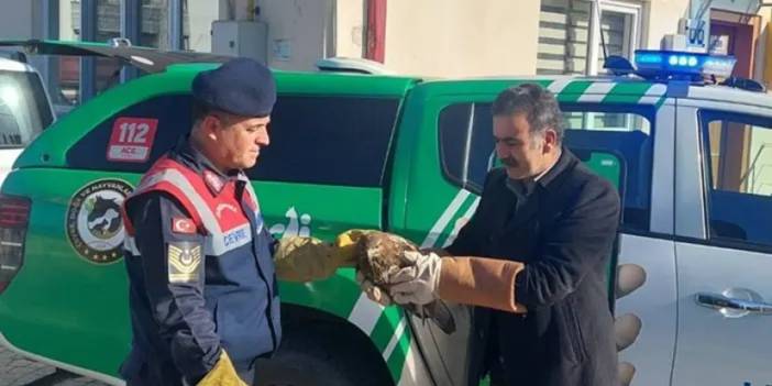 Giresun'da Jandarma buldu! Şahin koruma altına alındı
