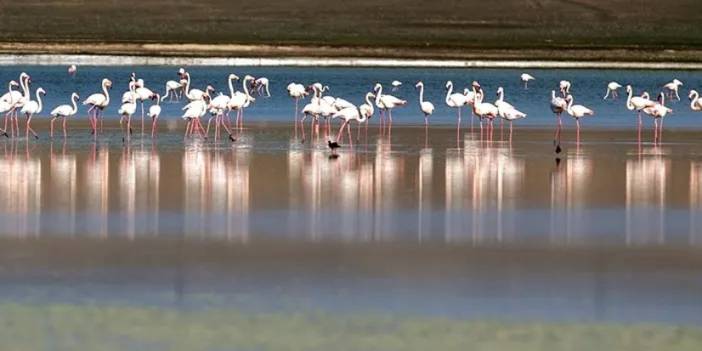Konya'nın Flamingo Cenneti Düden Gölü'nde Su Seviyesi Alarm Veriyor