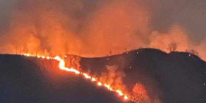 Trabzon'da korkutan orman yangını!