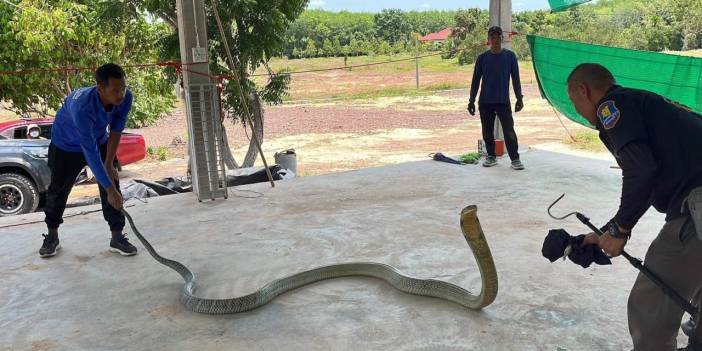 Tayland'da otomobilin kaputundan 4 metrelik yılan çıktı