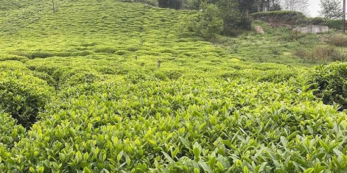Rize'de çay üreticilerine budama çağrısı! "Piyasanın dengeli şekilde işleyebilmesi adına"